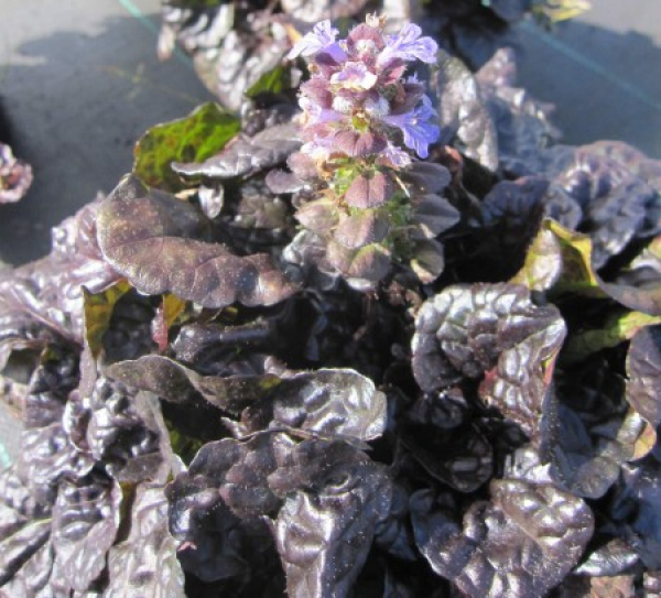 Ajuga reptans Black Scallop 1